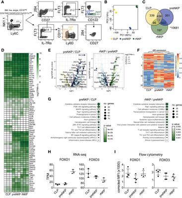 FOXO1 and FOXO3 Cooperatively Regulate Innate Lymphoid Cell Development